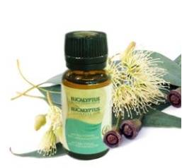 Eucalyptus huile essentielle 10ml